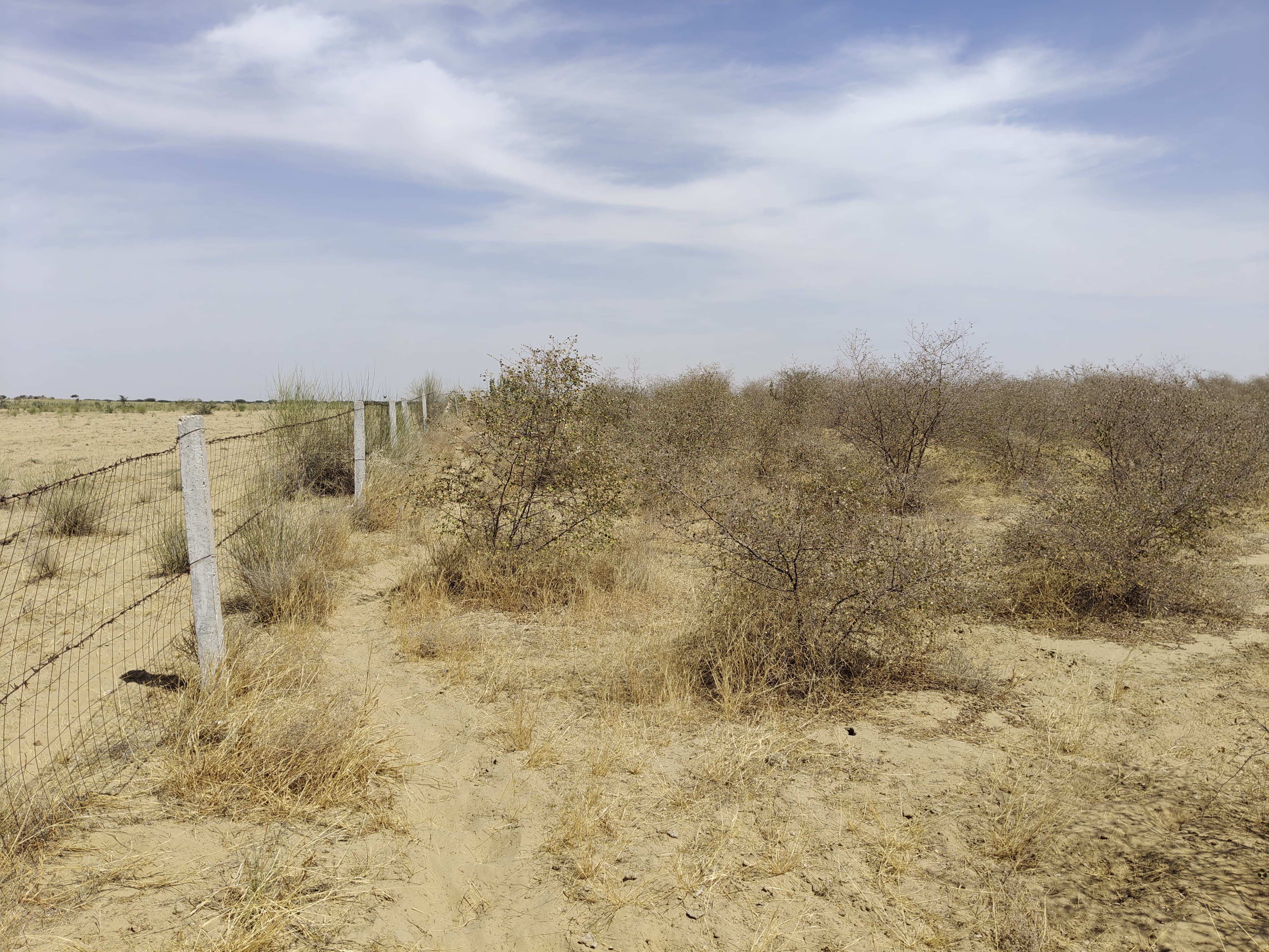 Compensatory Afforestation